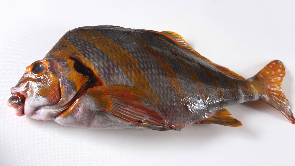 鷹の羽鯛 タカノハダイ Mikiちゃんと 爺々の料理手帳 鷹の羽鯛 タカノハダイ Mikiちゃんと 爺々の料理手帳