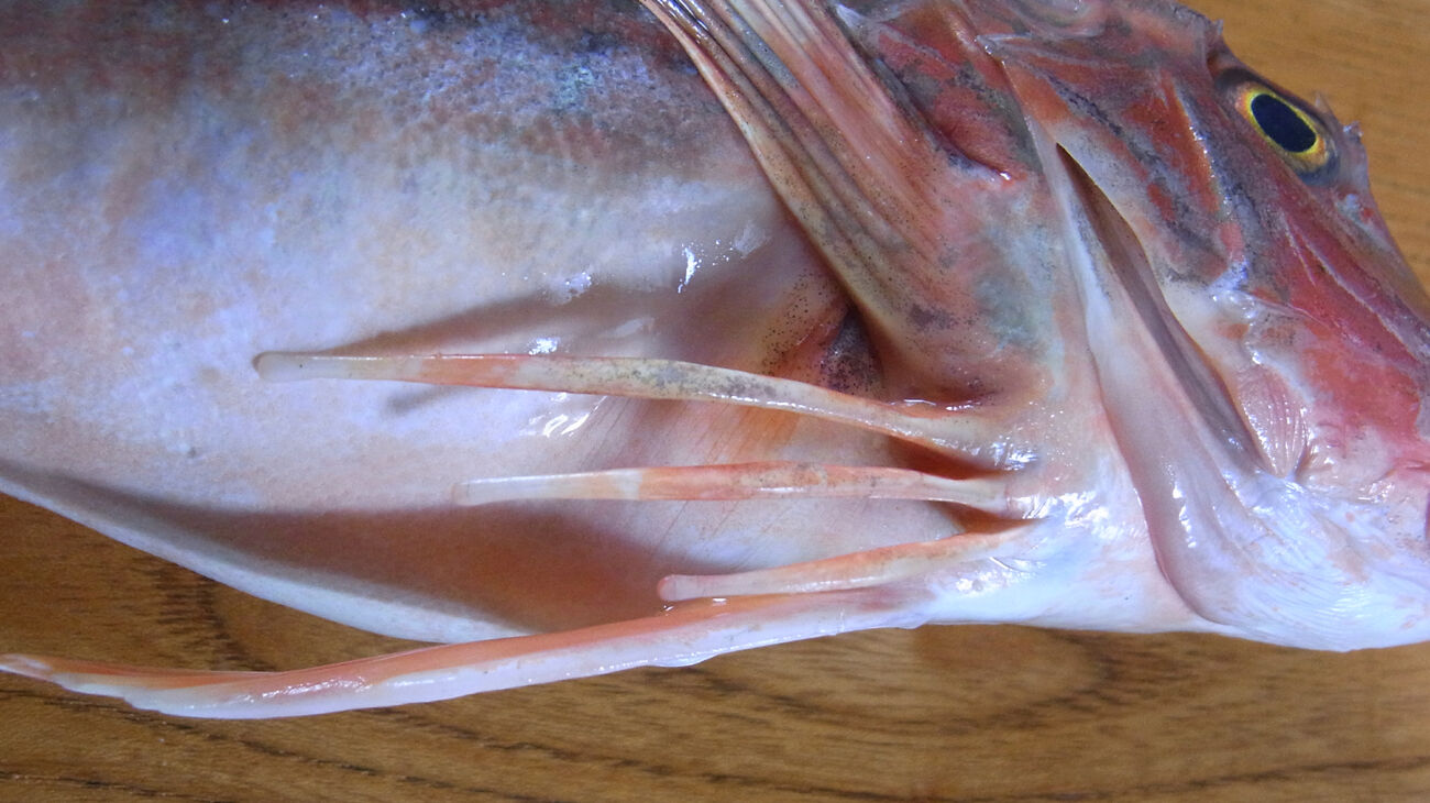 ハッカクとカナガシラとホウボウ Mikiちゃんと 爺々の料理手帳