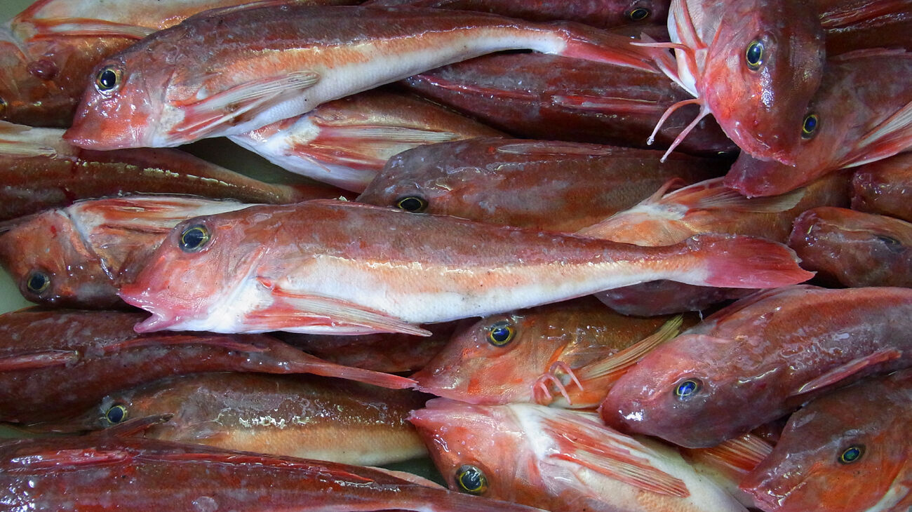 ハッカクとカナガシラとホウボウ Mikiちゃんと 爺々の料理手帳