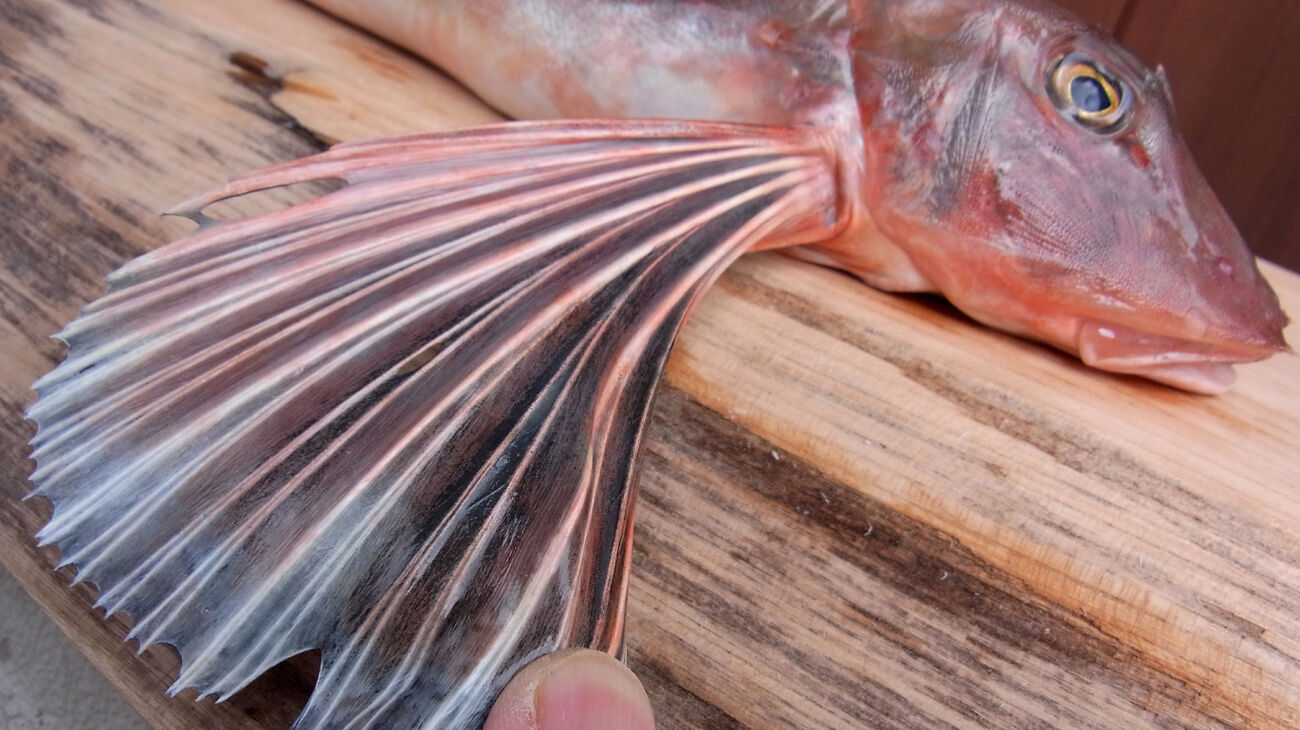 ハッカクとカナガシラとホウボウ Mikiちゃんと 爺々の料理手帳