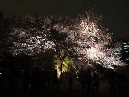 sakura2