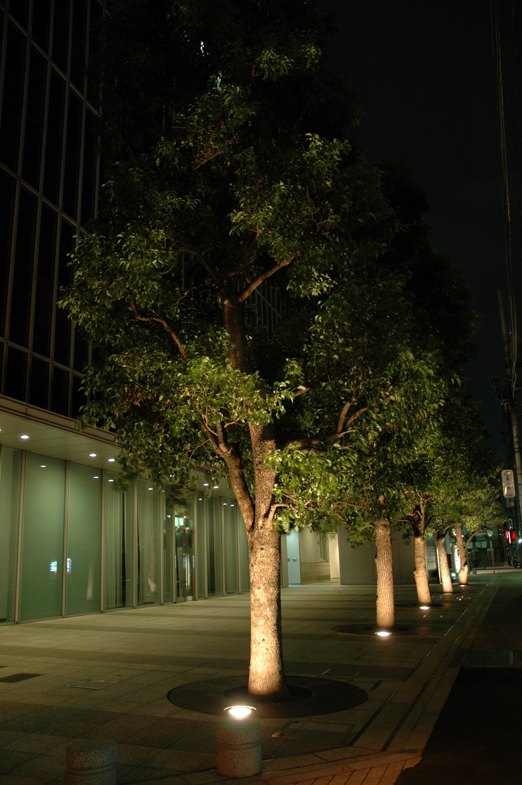 木をどちらから照らす 照明デザインの世界