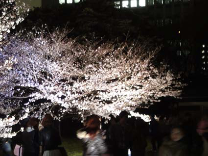 sakura1