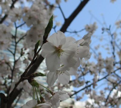 IMG_6345 (400x358)