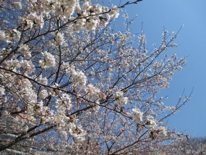 IMG_6359 (410x308)