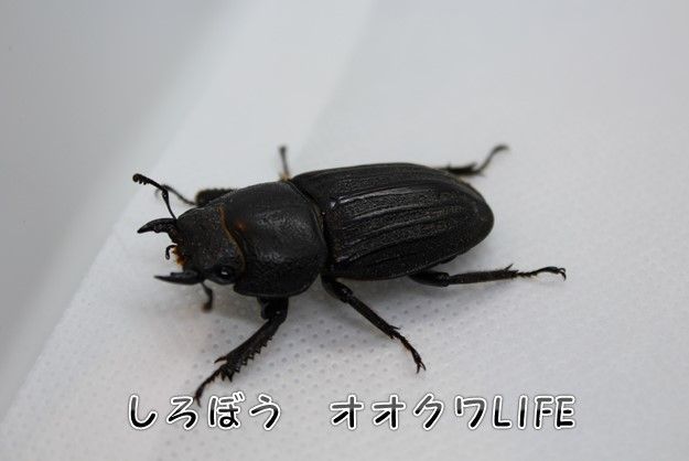 スジブト♀1