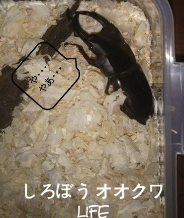 タイトルなし