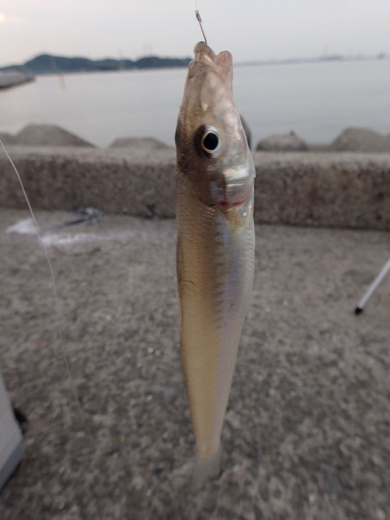 釣果 姫路