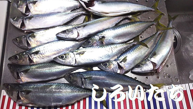 2018年アジュール舞子の大サバ とうとう爆釣モード突入か 釣りする しろいたち 2018年アジュール舞子の大サバ とうとう爆釣モード突入か 釣りする しろいたち