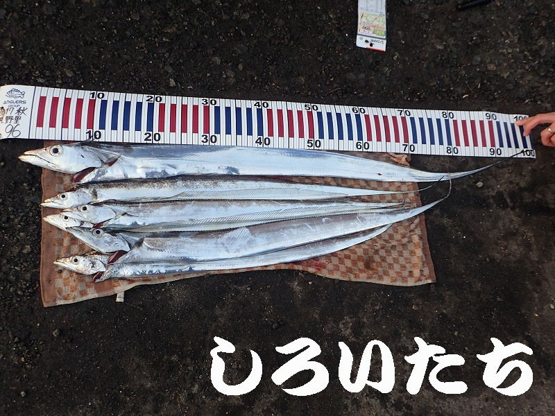 釣り初心者の方へ 釣りに持って行くべき小道具 釣りする しろいたち