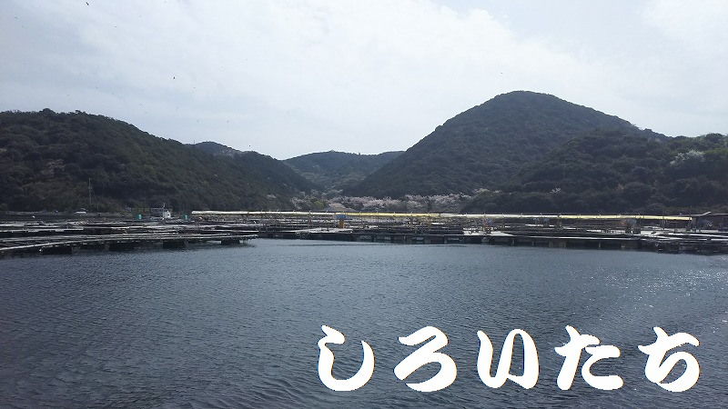 初めての 海上釣り堀に行ってきました 釣りする しろいたち 初めての 海上釣り堀に行ってきました 釣りする しろいたち