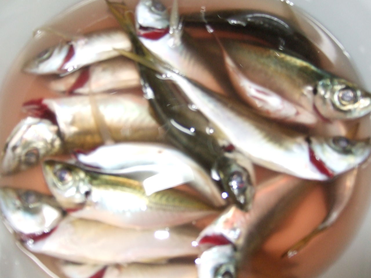 初心者の方へ 魚が釣れたら編 釣りする しろいたち 初心者の方へ 魚が釣れたら編 釣りする しろいたち
