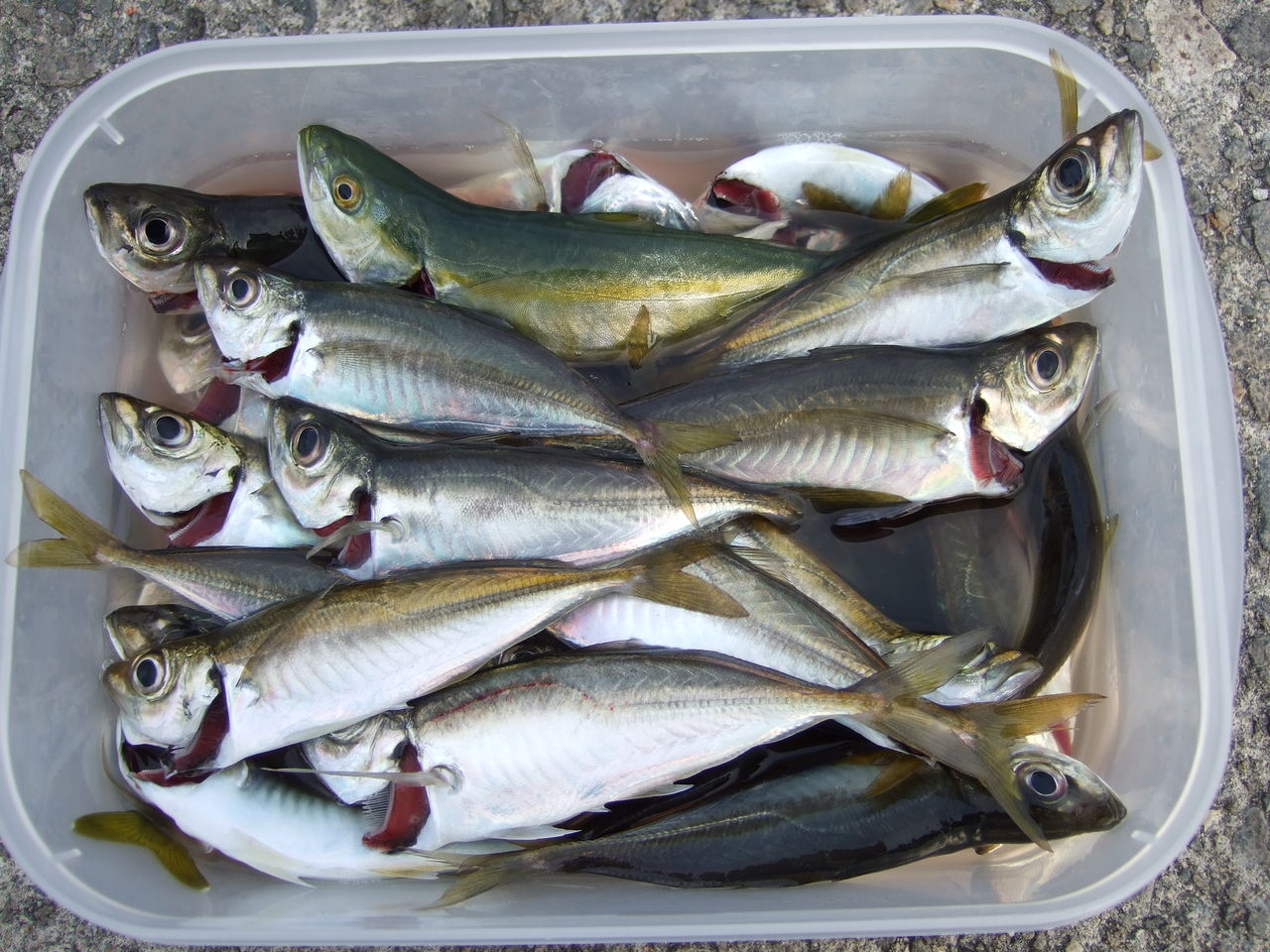 タチウオのエサ 何で釣る 釣りする しろいたち タチウオのエサ 何で釣る 釣りする しろいたち