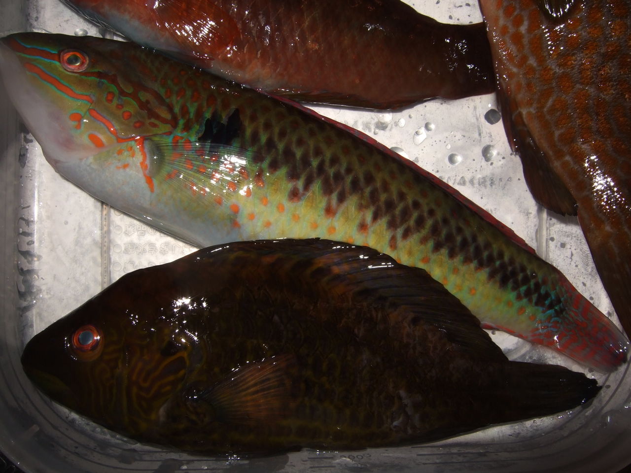 念願のアコウ 釣りする しろいたち 念願のアコウ 釣りする しろいたち