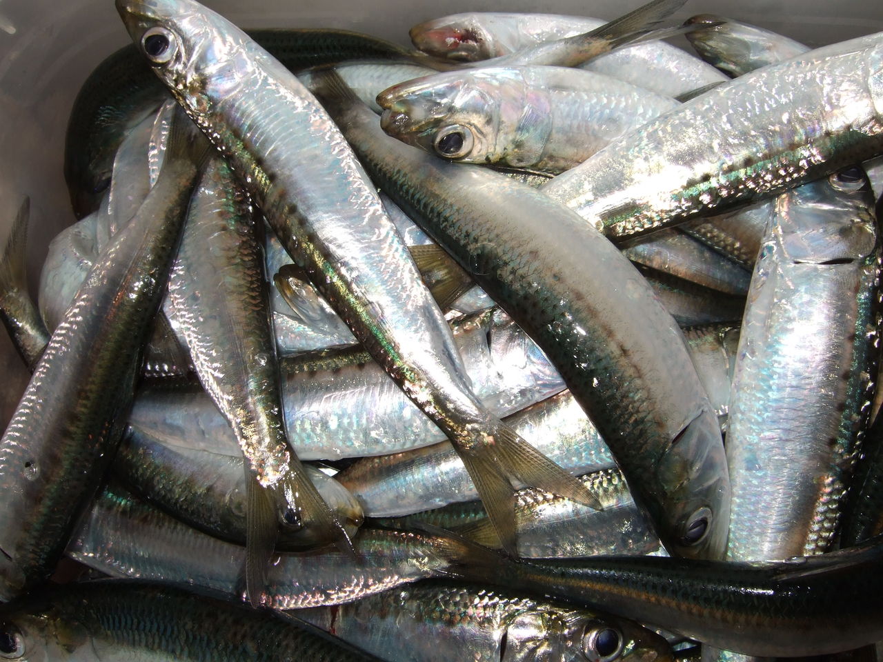 イワシ釣りかアジ釣りか 釣りする しろいたち