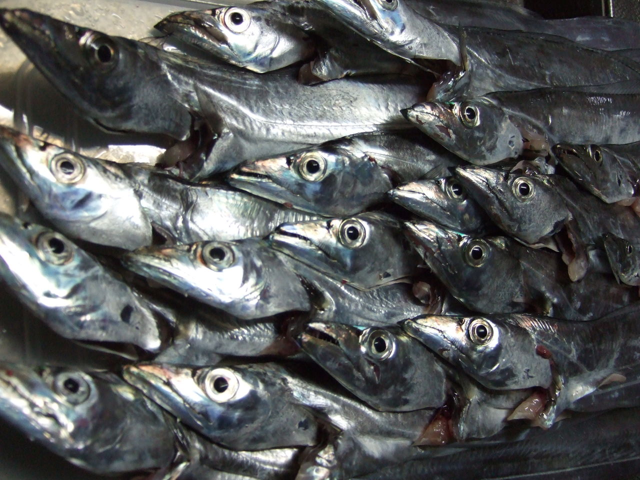 タチウオのウキ釣りの仕掛など 釣りする しろいたち タチウオのウキ釣りの仕掛など 釣りする しろいたち