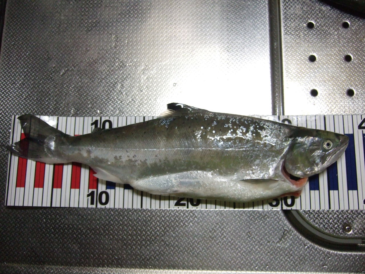 まだ 釣れるか 銀鮭 釣りする しろいたち