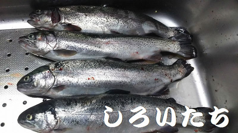 初めての 海上釣り堀に行ってきました 釣りする しろいたち 初めての 海上釣り堀に行ってきました 釣りする しろいたち