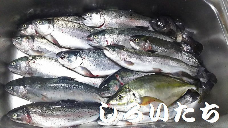 初めての 海上釣り堀に行ってきました 釣りする しろいたち 初めての 海上釣り堀に行ってきました 釣りする しろいたち