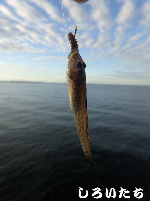 初心者の方へ 魚には 釣り糸が見えているのか 釣りする しろいたち