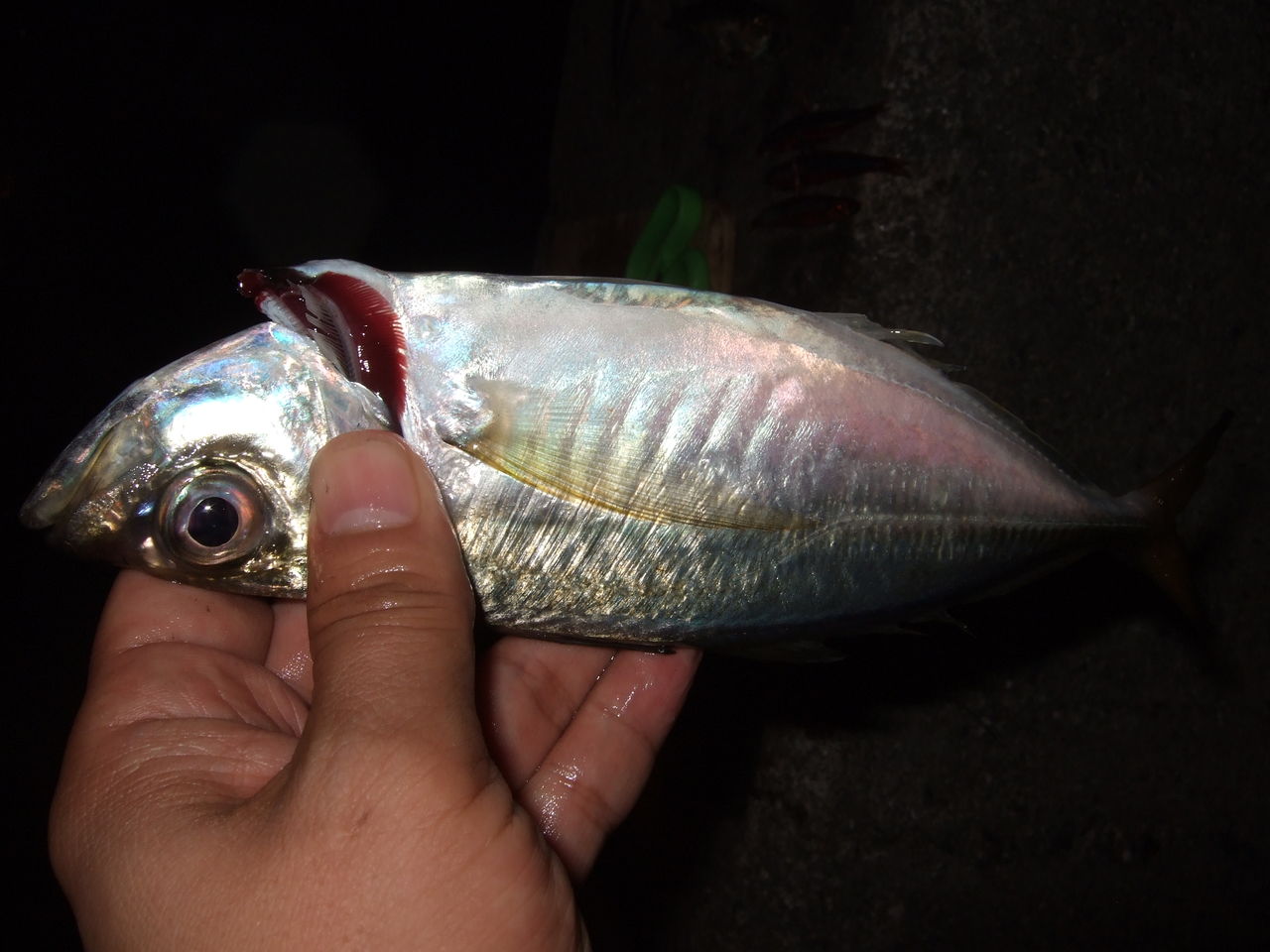 サビキ好調 タチウオも釣れます 釣りする しろいたち サビキ好調 タチウオも釣れます 釣りする しろいたち