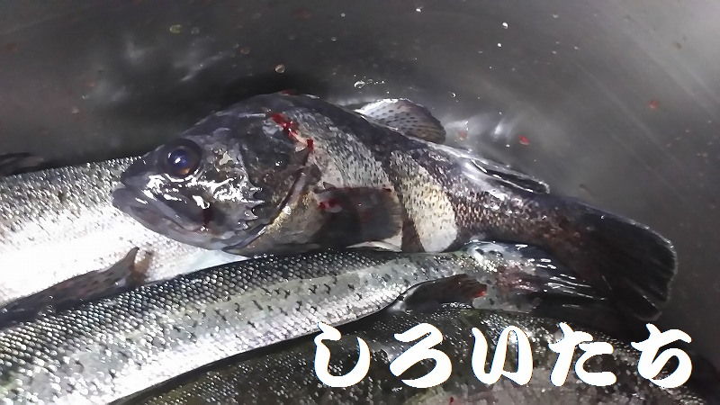 初めての 海上釣り堀に行ってきました 釣りする しろいたち 初めての 海上釣り堀に行ってきました 釣りする しろいたち