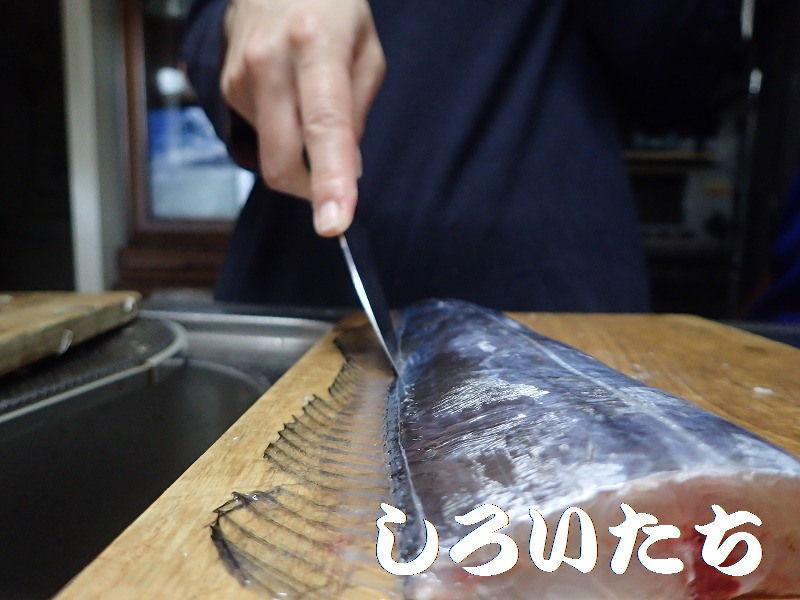 タチウオの3枚卸しをやってみよう 釣りする しろいたち タチウオの3枚卸しをやってみよう 釣りする しろいたち