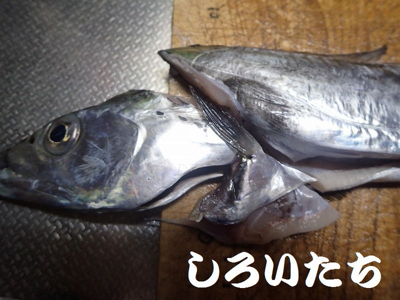 タチウオの3枚卸しをやってみよう 釣りする しろいたち タチウオの3枚卸しをやってみよう 釣りする しろいたち