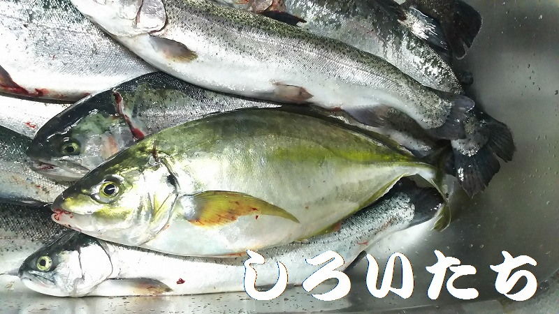 初めての 海上釣り堀に行ってきました 釣りする しろいたち 初めての 海上釣り堀に行ってきました 釣りする しろいたち