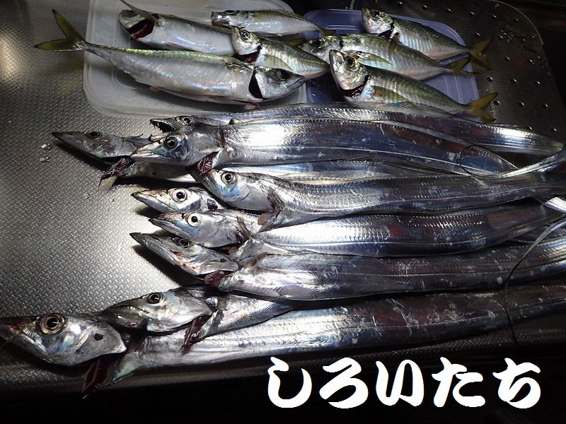 タチウオのエサ 何で釣る 釣りする しろいたち タチウオのエサ 何で釣る 釣りする しろいたち