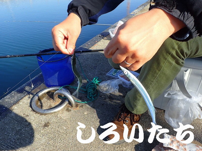初心者の方へ サビキ 仕掛編 釣りする しろいたち