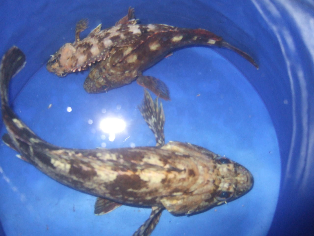 初心者の方へ 魚が釣れたら編 釣りする しろいたち