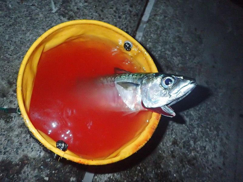 初心者の方へ 魚が釣れたら編 釣りする しろいたち