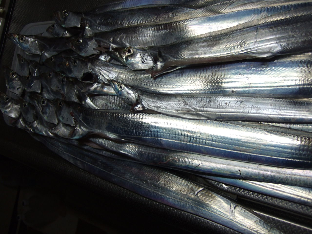 タチウオのウキ釣りの仕掛など 釣りする しろいたち タチウオのウキ釣りの仕掛など 釣りする しろいたち