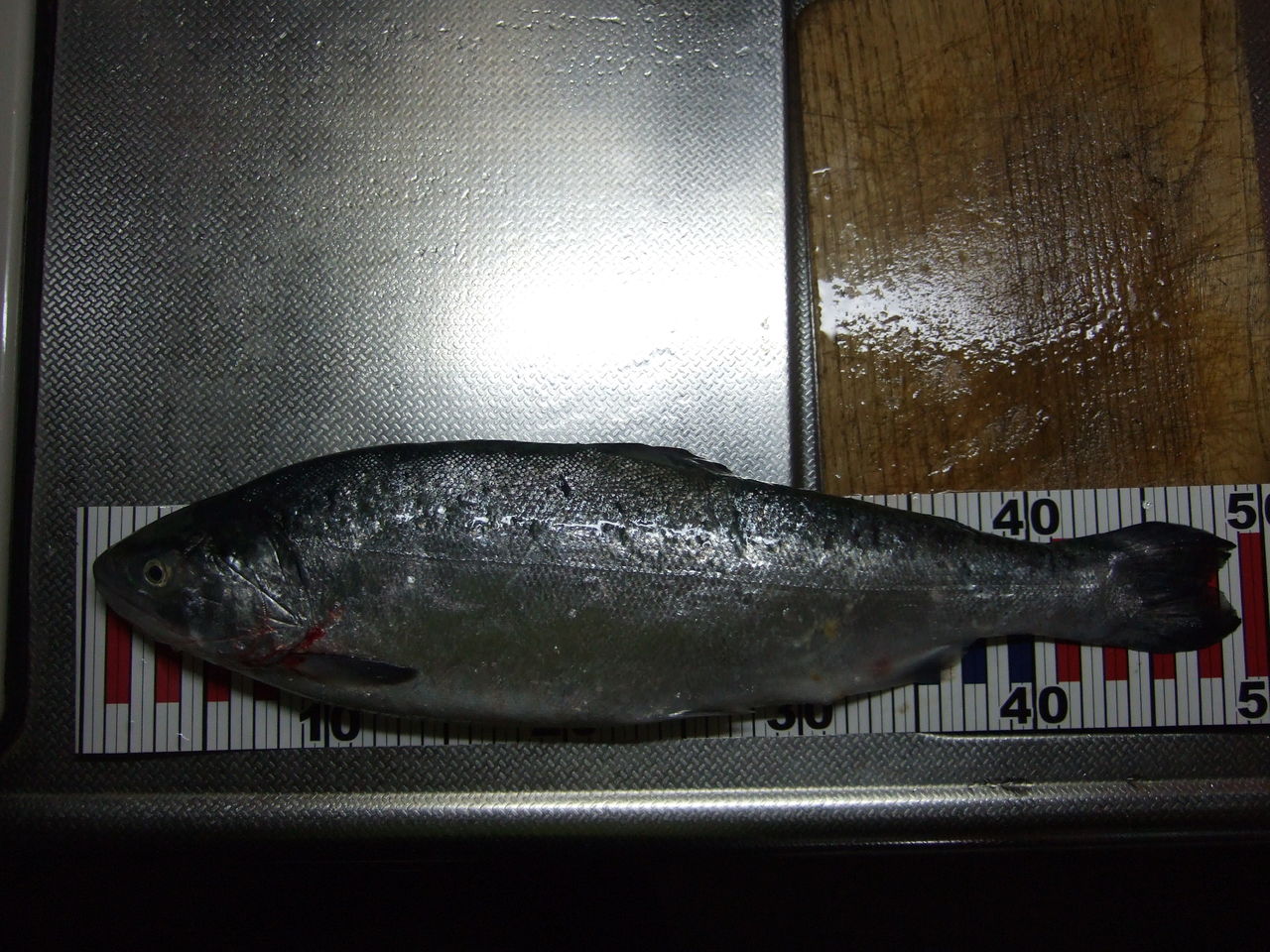 まだ 釣れるか 銀鮭 釣りする しろいたち まだ 釣れるか 銀鮭 釣りする しろいたち