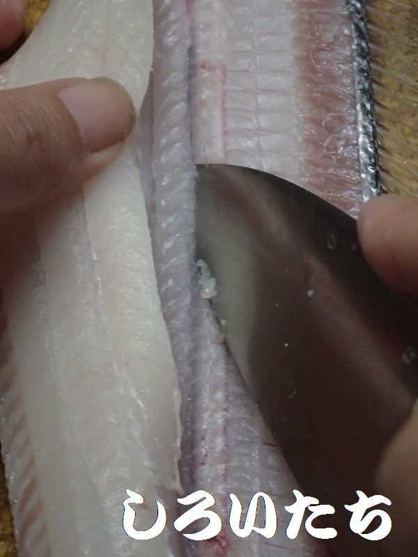 タチウオの3枚卸しをやってみよう 釣りする しろいたち タチウオの3枚卸しをやってみよう 釣りする しろいたち