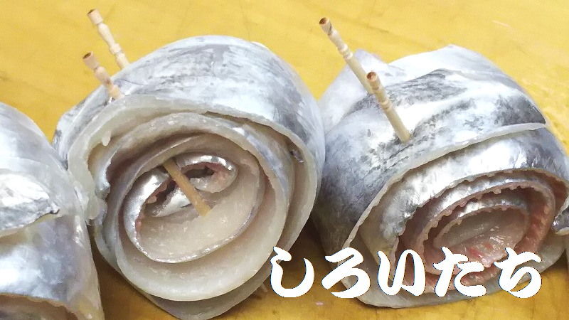 小さいタチウオを 激厚のタチウオに変える 釣りする しろいたち