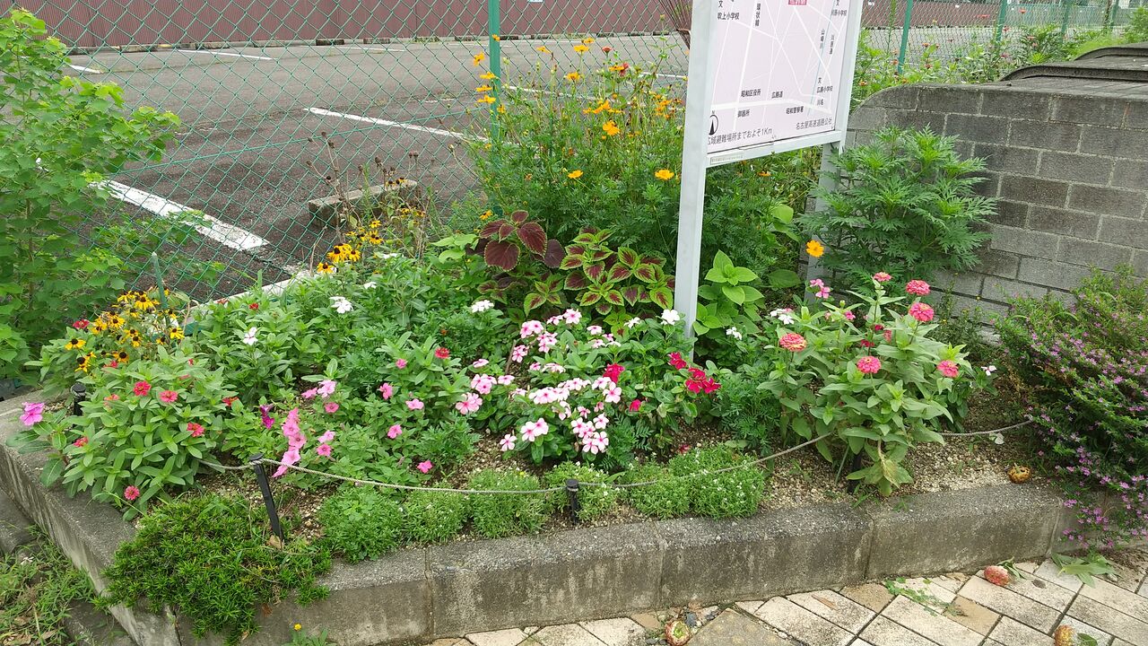 令和3年 夏の花壇です Sirokigardenのblog