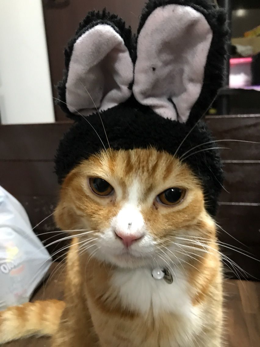 ドンキで コレでもマンチカン