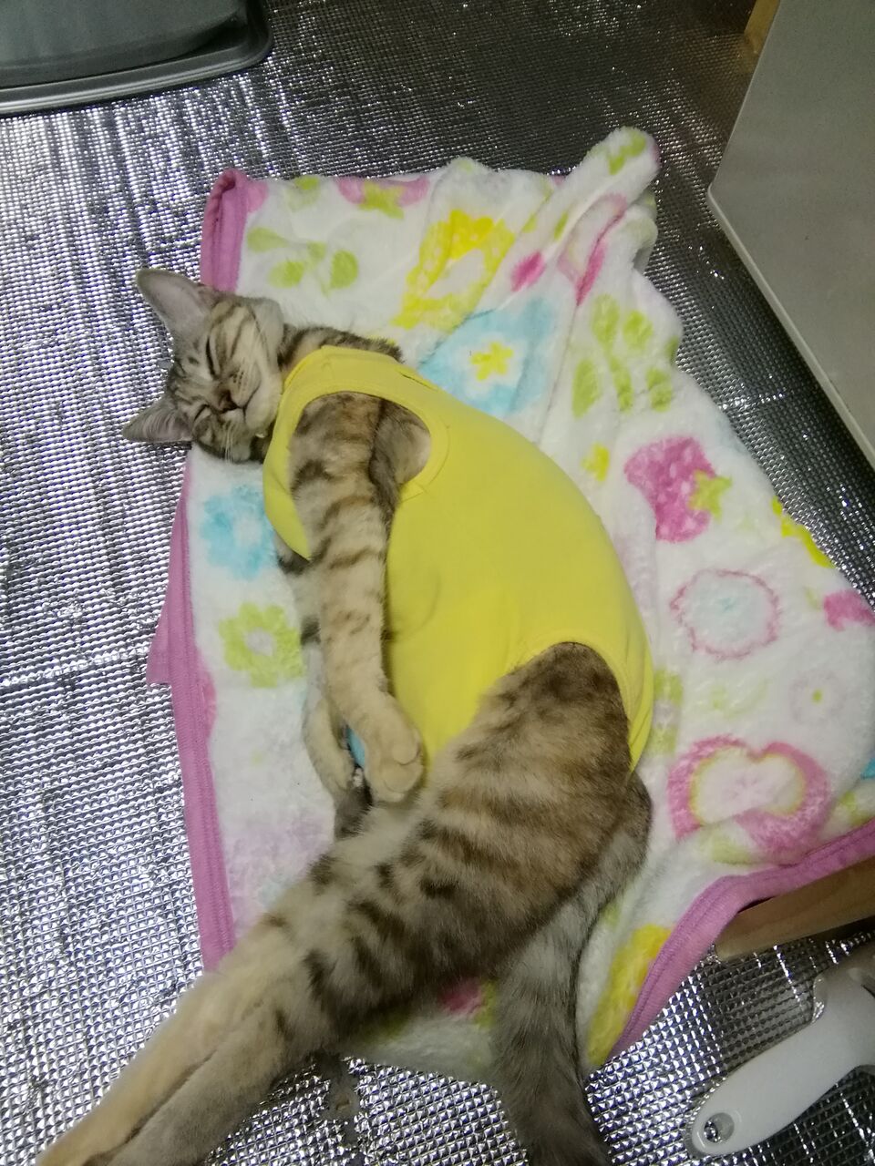 猫のラーメン屋さん 今は焼き芋屋さん 山田三毛猫 21年03月