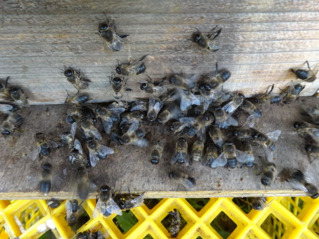 28 雄蜂 黒蜂 が蜜の多い健康な蜂群を消滅させる ニホンミツバチが住める里山を育てる会