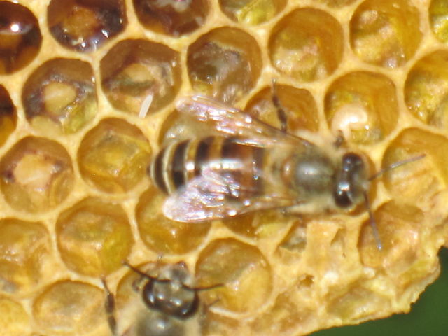 39 きれいなミツロウの簡単な作り方 改定 ニホンミツバチが住める里山を育てる会
