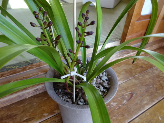 ⑮金稜辺 蕾15個 緑花
