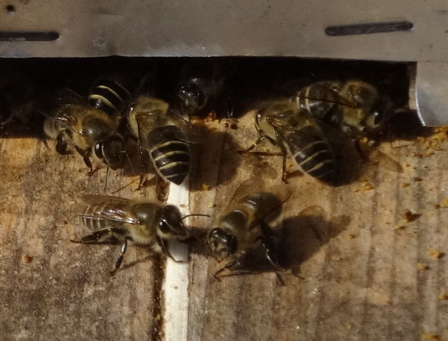 ⑩ 分蜂群捕獲準備 2／3（捕獲用ネットの製作）追記