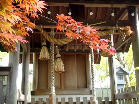 P4258985 (640x480)