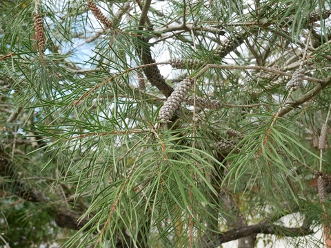 P1020376