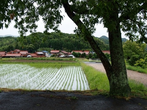 P6054011 (640x480)