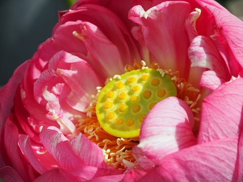 P6241467