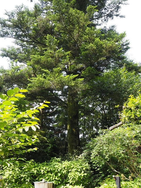 P6170812