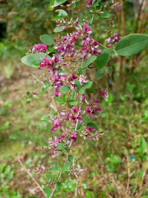 P1010911